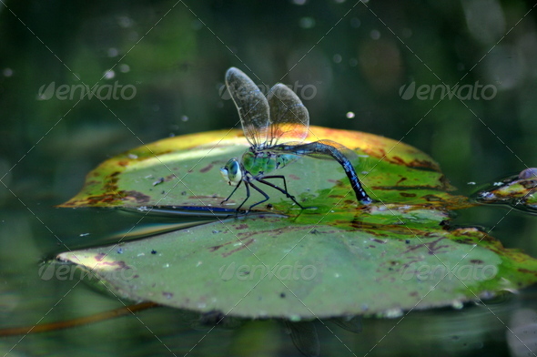 Identificazione Libellula Calabrese
